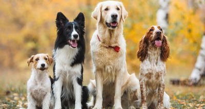 Rebrand marks fresh chapter for Royal Kennel Club